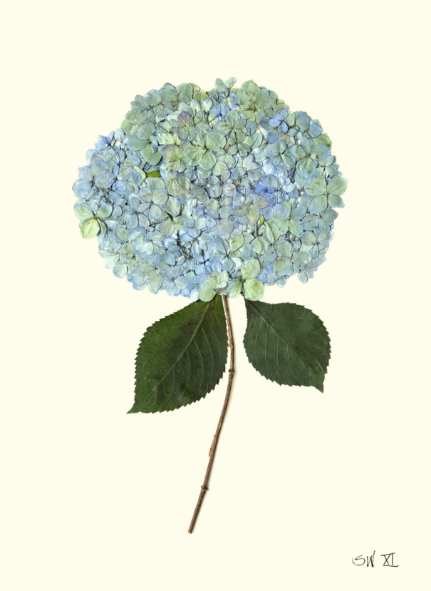Hydrangea Collection Framed Print - GOLD FRAME