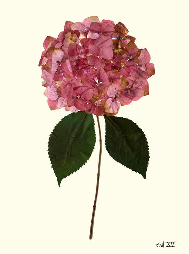 Hydrangea Small Framed Print Collection