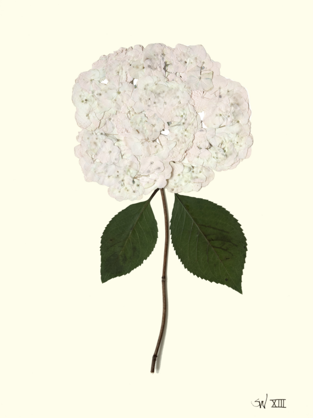 Hydrangea Small Framed Print Collection
