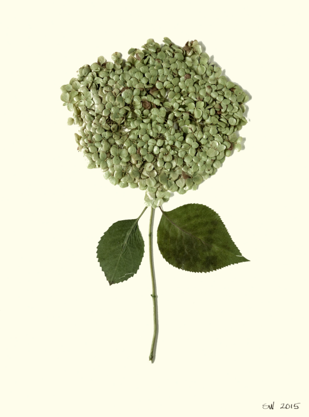 Hydrangea Small Framed Print Collection