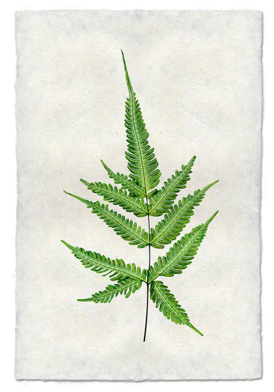 Nepalese Handmade Print - Fern #4