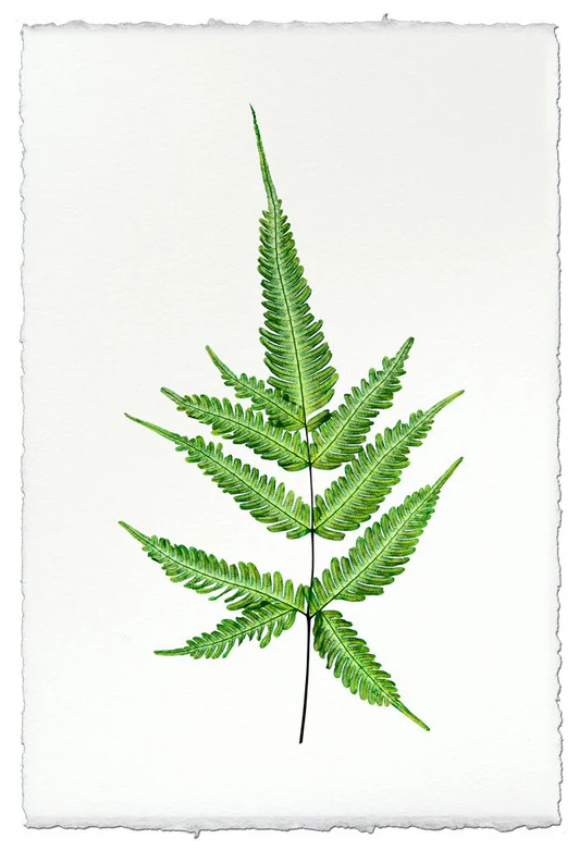 Nepalese Handmade Print - Fern #4