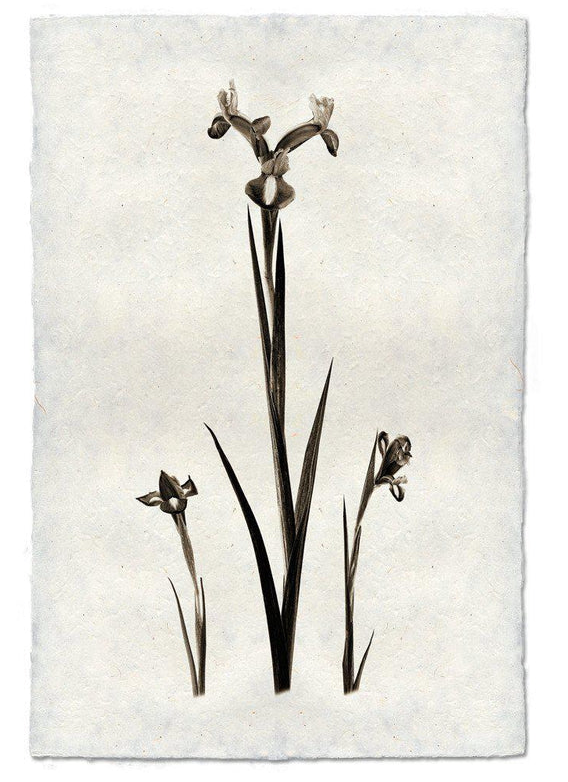Nepalese Handmade Print - Iris