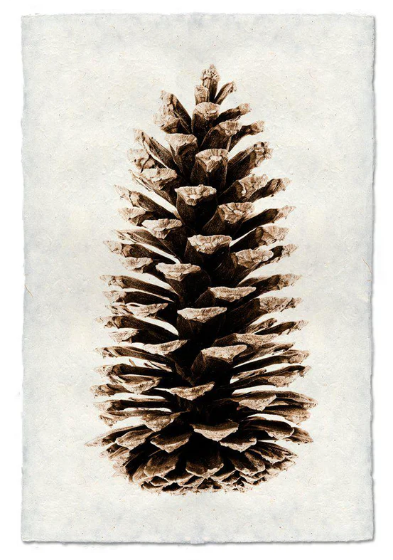 Nepalese Handmade Print - Loblolly Pine Cone