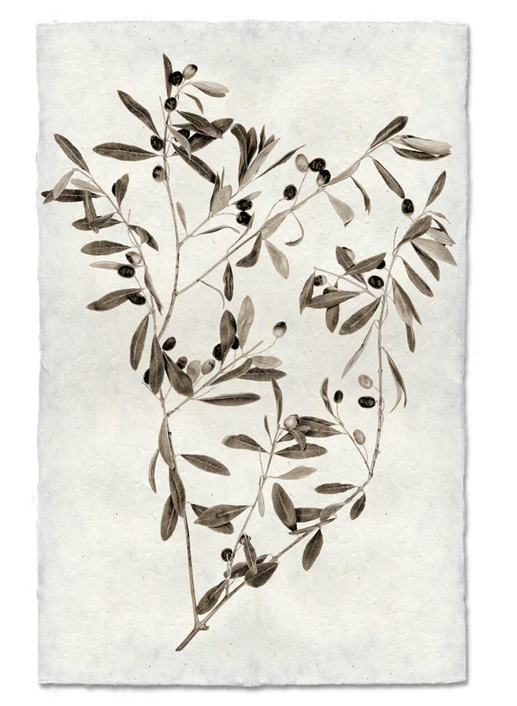 Nepalese Handmade Print - Olive Branch