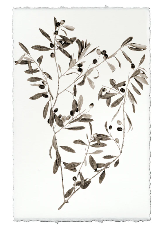 Nepalese Handmade Print - Olive Branch