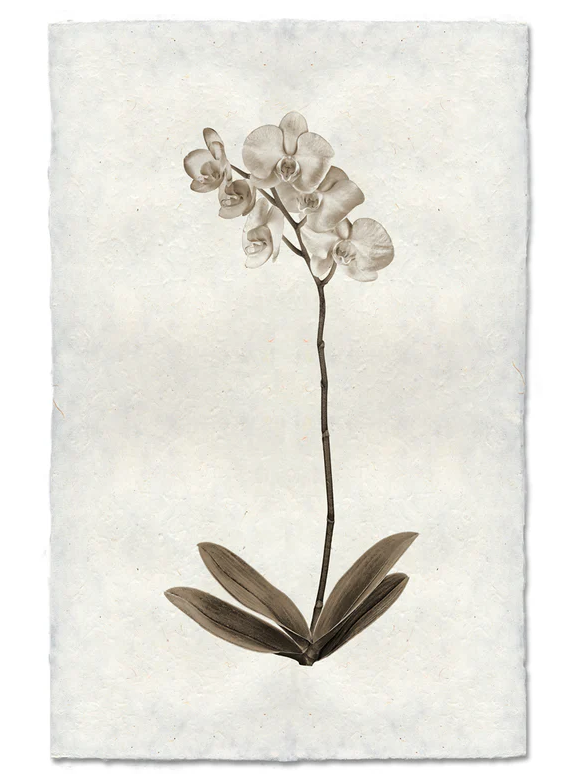 Nepalese Handmade Print - Orchid