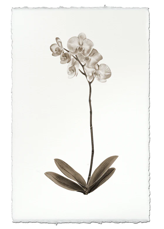 Nepalese Handmade Print - Orchid