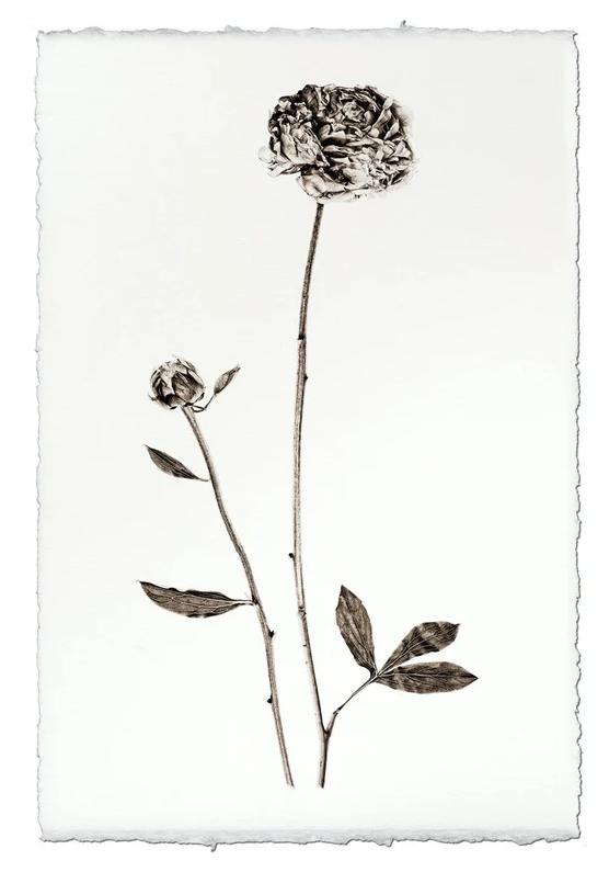 Nepalese Handmade Print - Peony