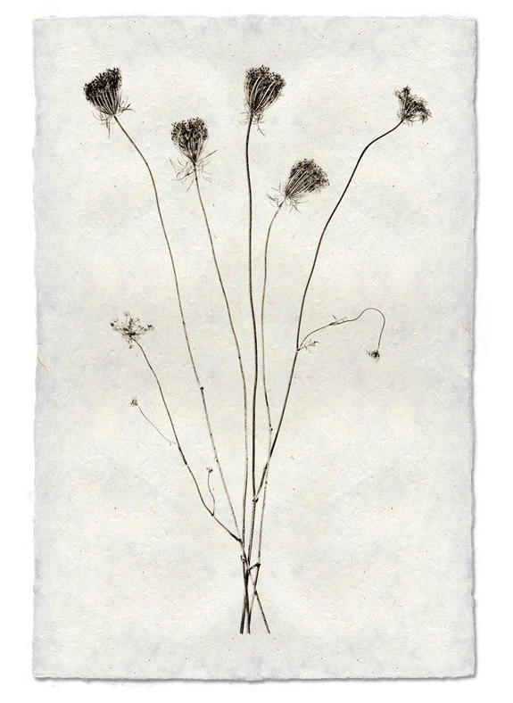 Nepalese Handmade Print - Queen Anne's