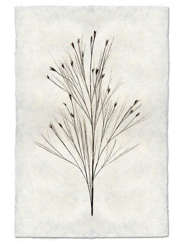 Nepalese Handmade Print - Bell Reed Form