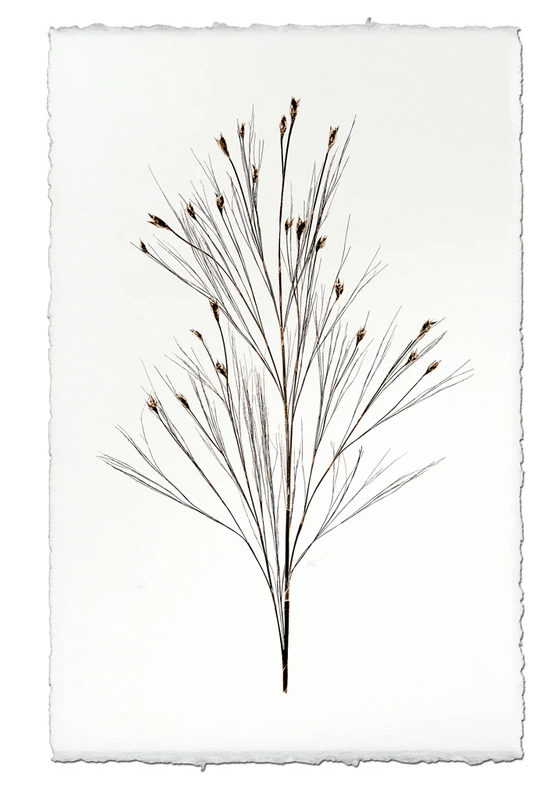 Nepalese Handmade Print - Bell Reed Form