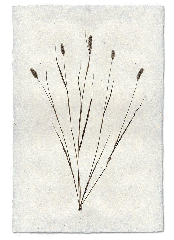 Nepalese Handmade Print - Canary Grass Form