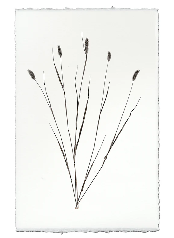 Nepalese Handmade Print - Canary Grass Form