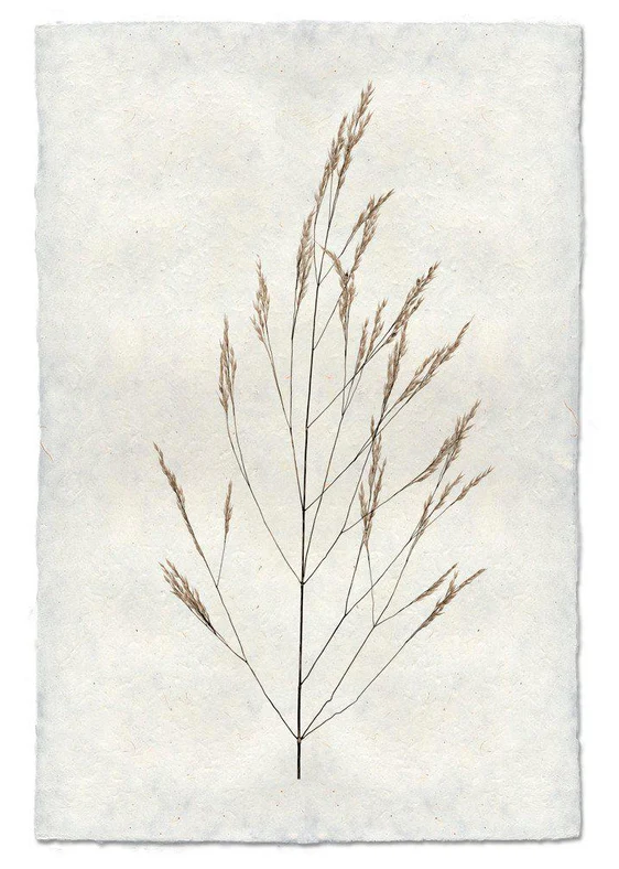 Nepalese Handmade Print - Wheat Form #1