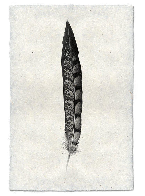 Nepalese Handmade Print - Feather Study #11 Lady Amherst Pheasant Tail