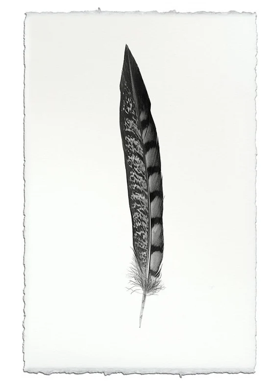Nepalese Handmade Print - Feather Study #11 Lady Amherst Pheasant Tail