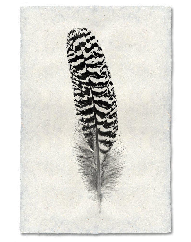Nepalese Handmade Print - Feather Study #13 Mottled Peacock Wing Quill