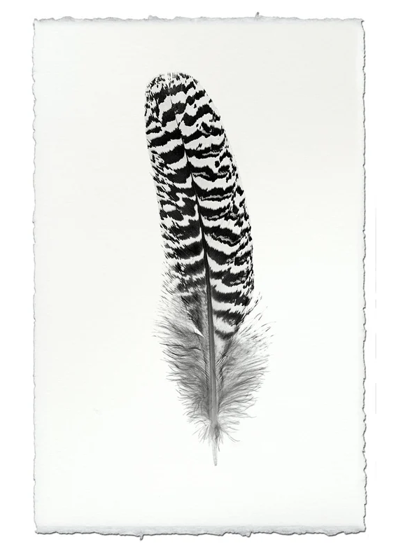 Nepalese Handmade Print - Feather Study #13 Mottled Peacock Wing Quill