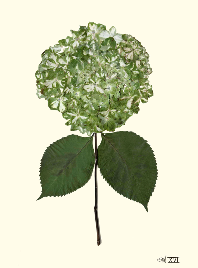 Hydrangea Collection Framed Print - GOLD FRAME