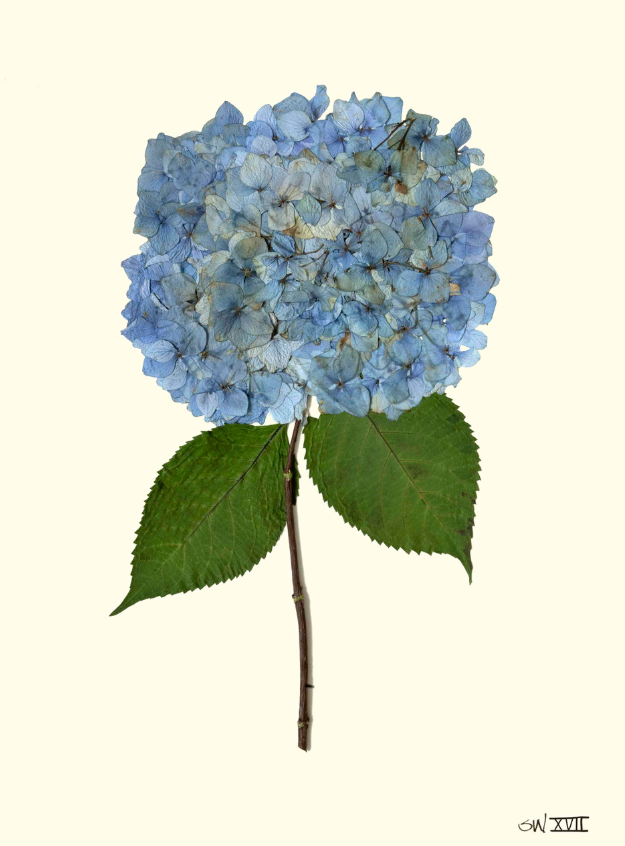 Hydrangea Collection Framed Print - GOLD FRAME