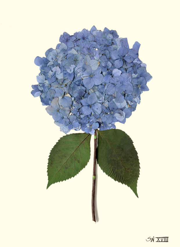 Hydrangea Collection Framed Print - GOLD FRAME