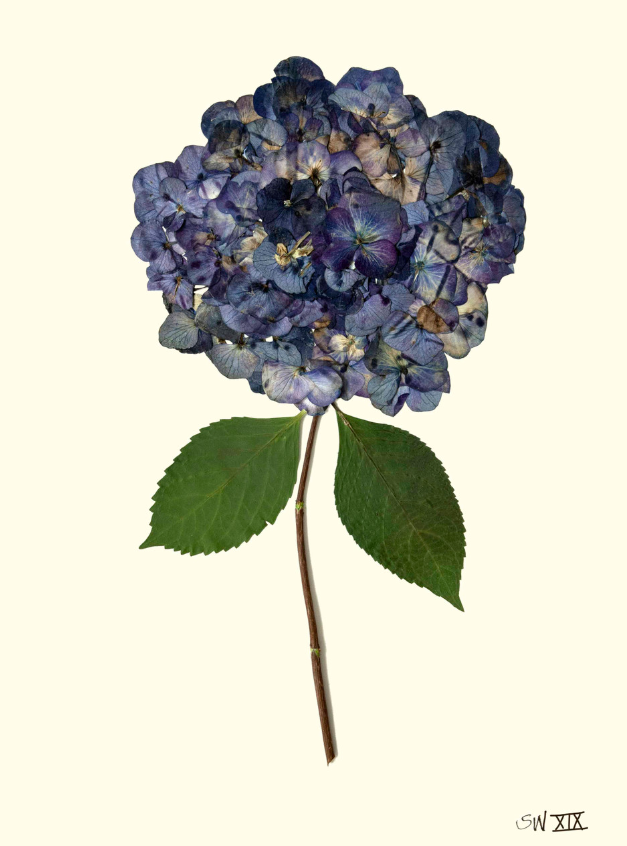Hydrangea Collection Framed Print - GOLD FRAME