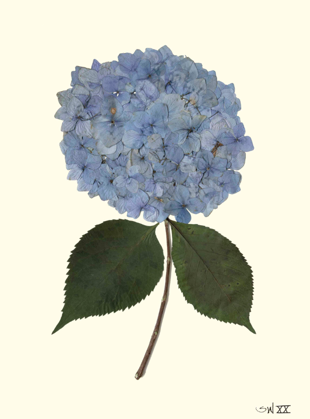 Hydrangea Collection Framed Print - GOLD FRAME