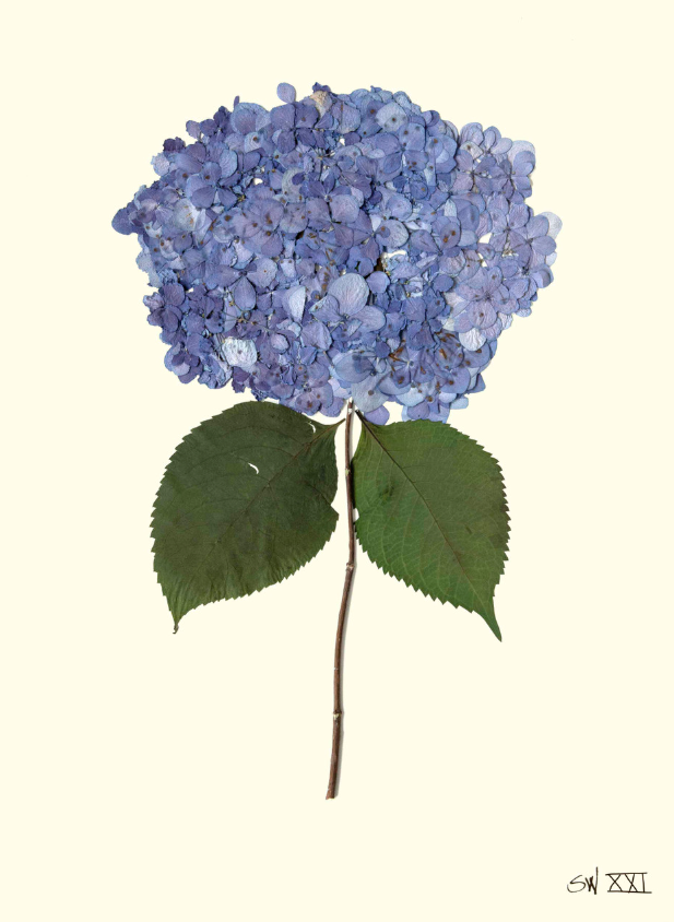Hydrangea Collection Framed Print - GOLD FRAME