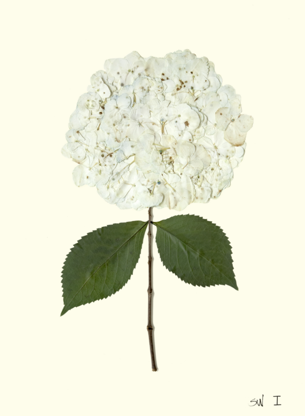 Hydrangea Collection Framed Print - GOLD FRAME