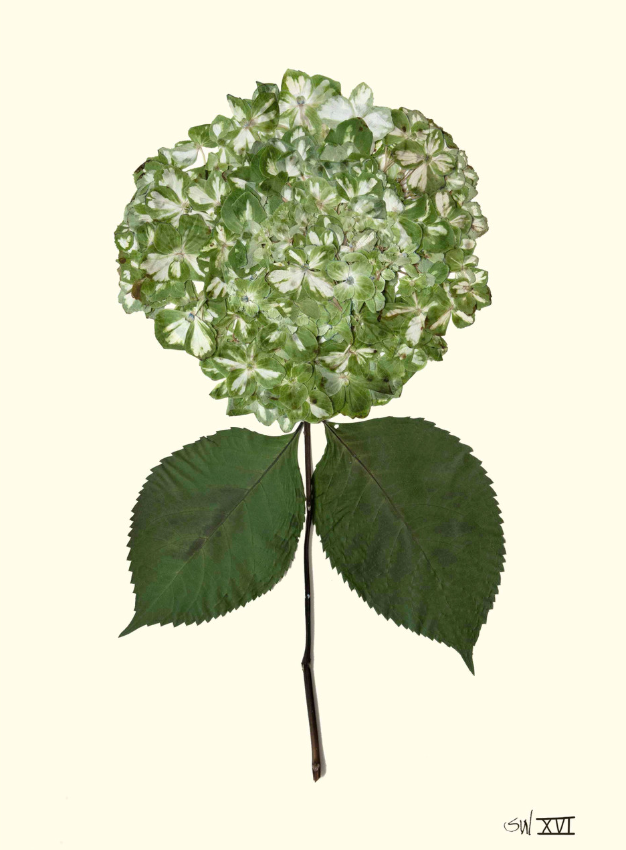Hydrangea Collection Framed Print - SILVER FRAME