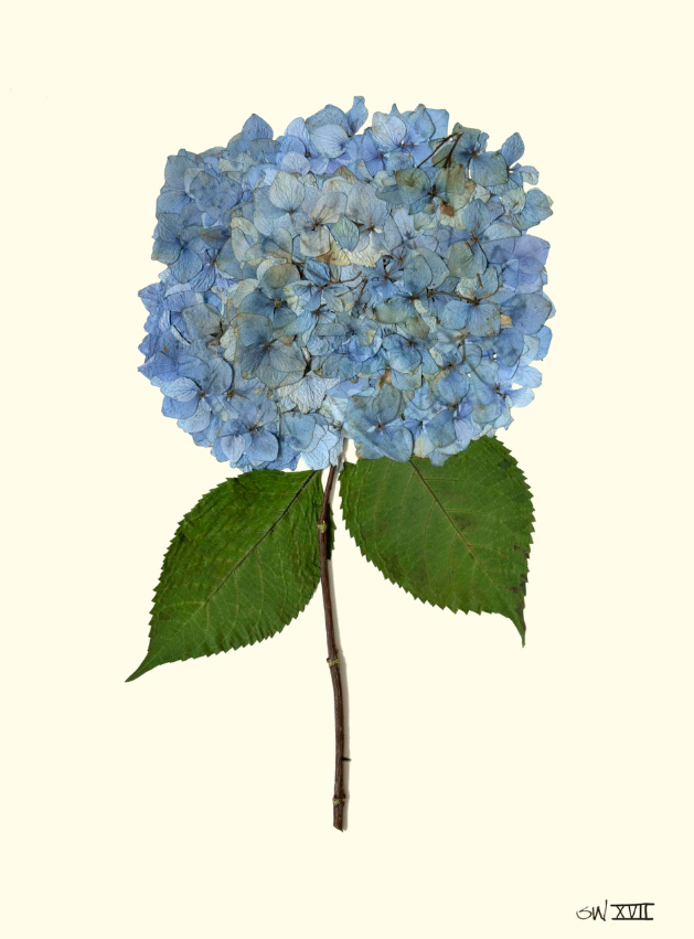 Hydrangea Collection Framed Print - SILVER FRAME