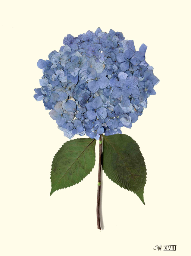 Hydrangea Collection Framed Print - SILVER FRAME