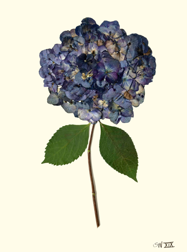 Hydrangea Collection Framed Print - SILVER FRAME