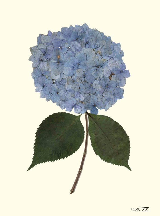 Hydrangea Collection Framed Print - SILVER FRAME