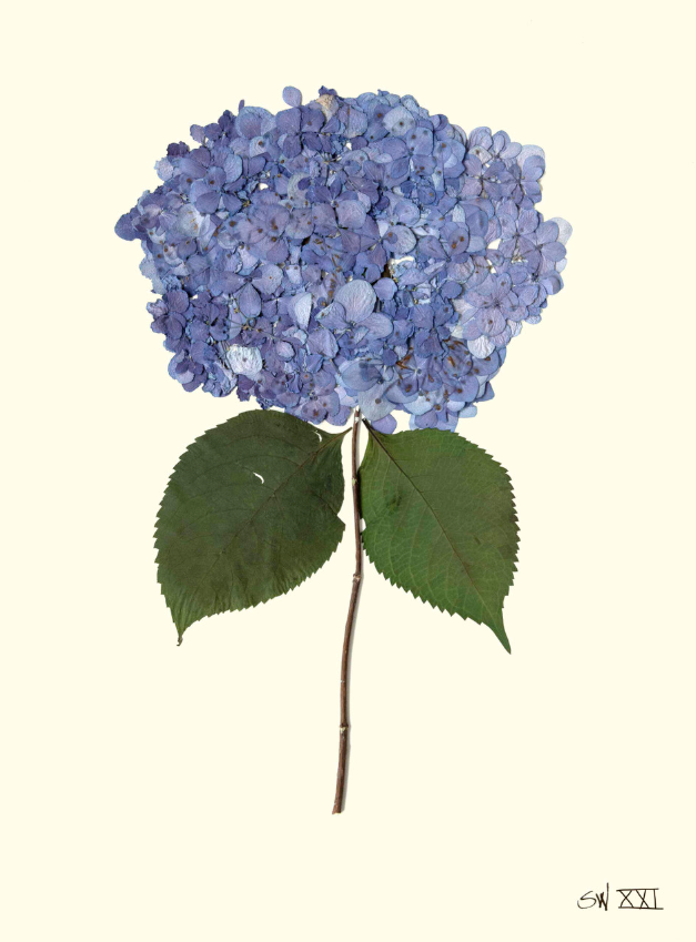 Hydrangea Collection Framed Print - SILVER FRAME