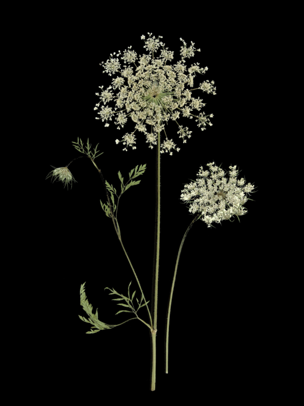 Floral on Black Framed Print