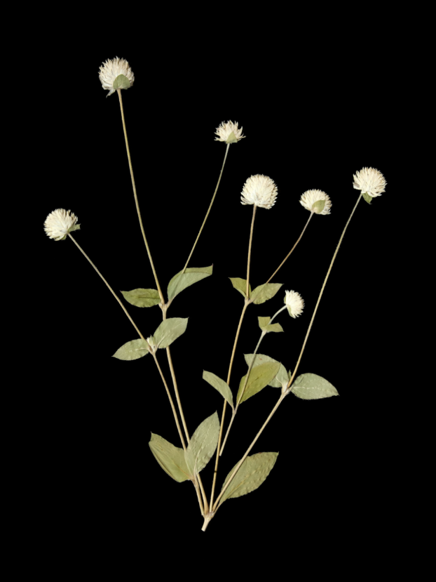 Floral on Black Framed Print