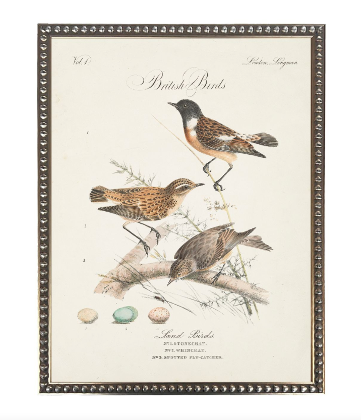 Vintage British Birds Framed Print