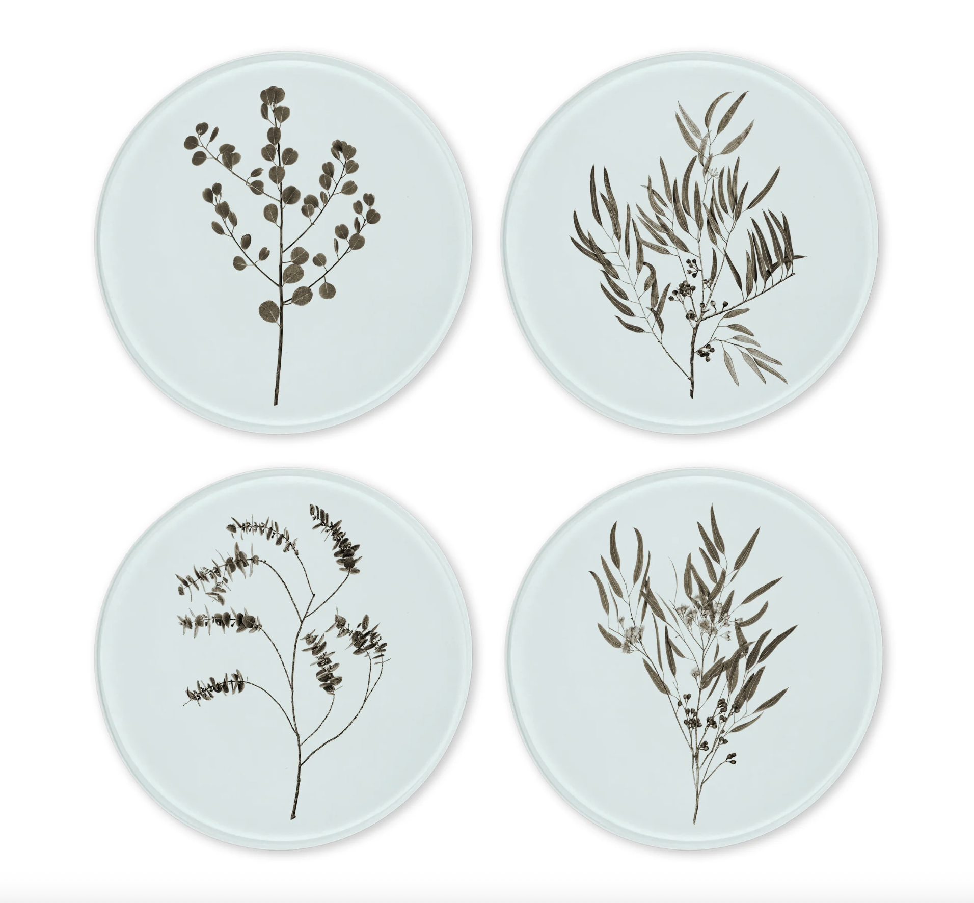 Glass Coasters - Eucalyptus (Set of 4)