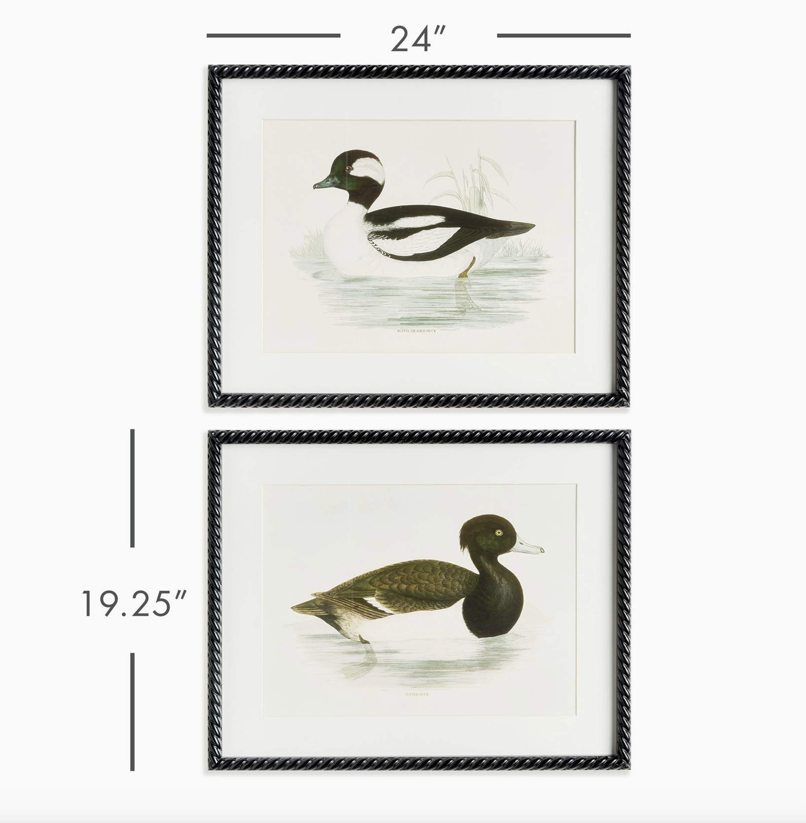 Wading Duck Prints
