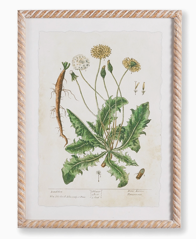 Vintage Botanical Study