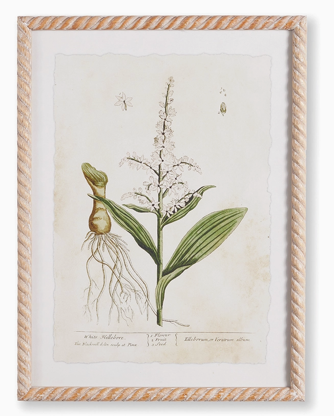 Vintage Botanical Study