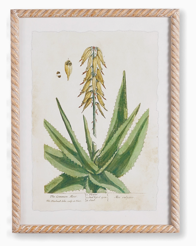 Vintage Botanical Study