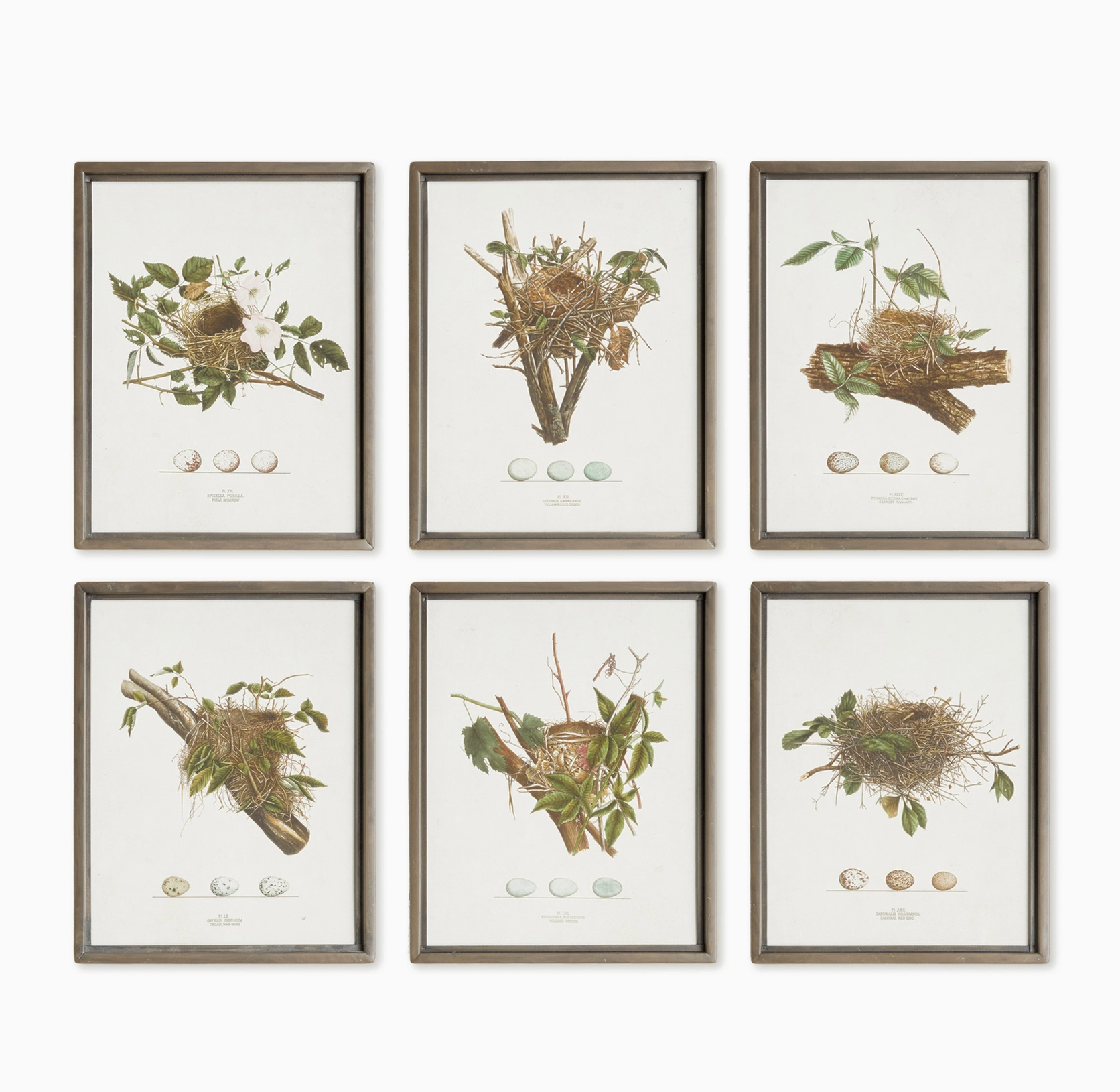 Bird Nest Study
