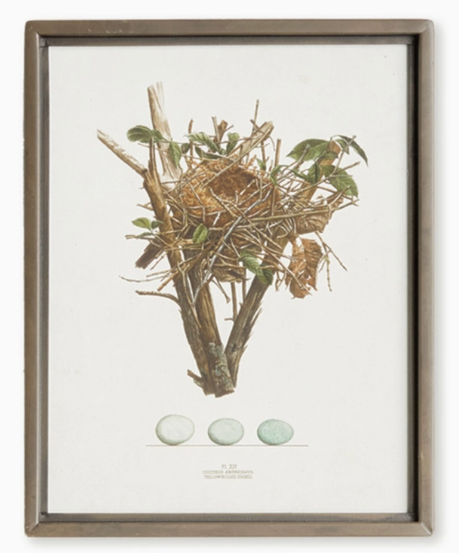 Bird Nest Study