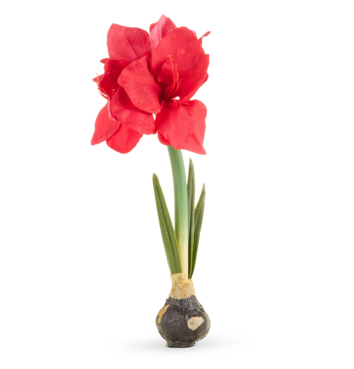 19" Real Touch Red Amaryllis Bulb