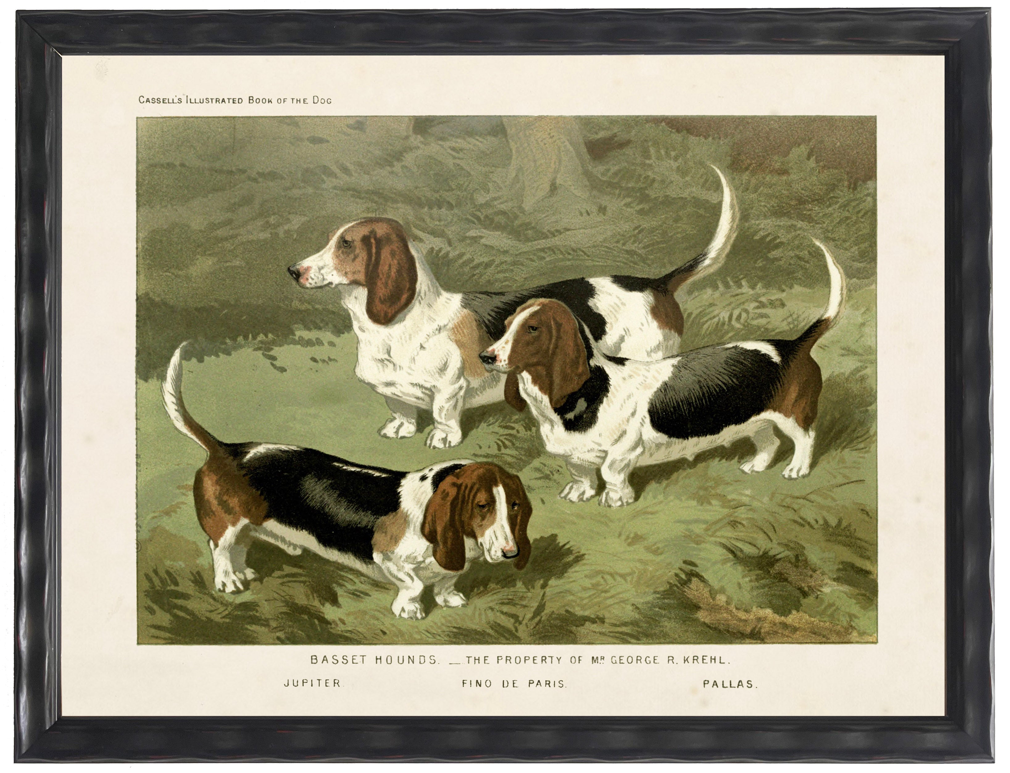Vintage Dog Breeds Framed Print