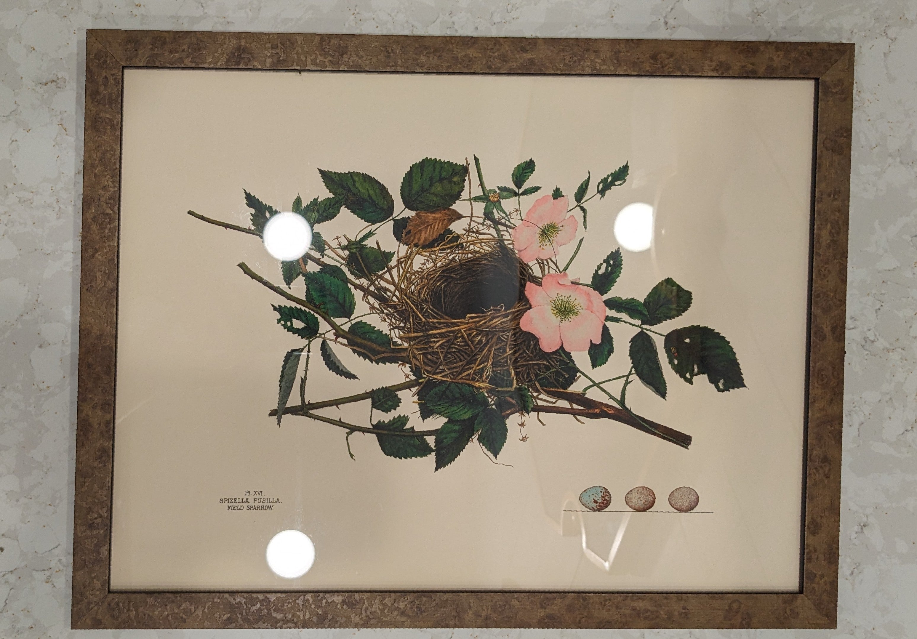Nest & Eggs Giclee Framed Print