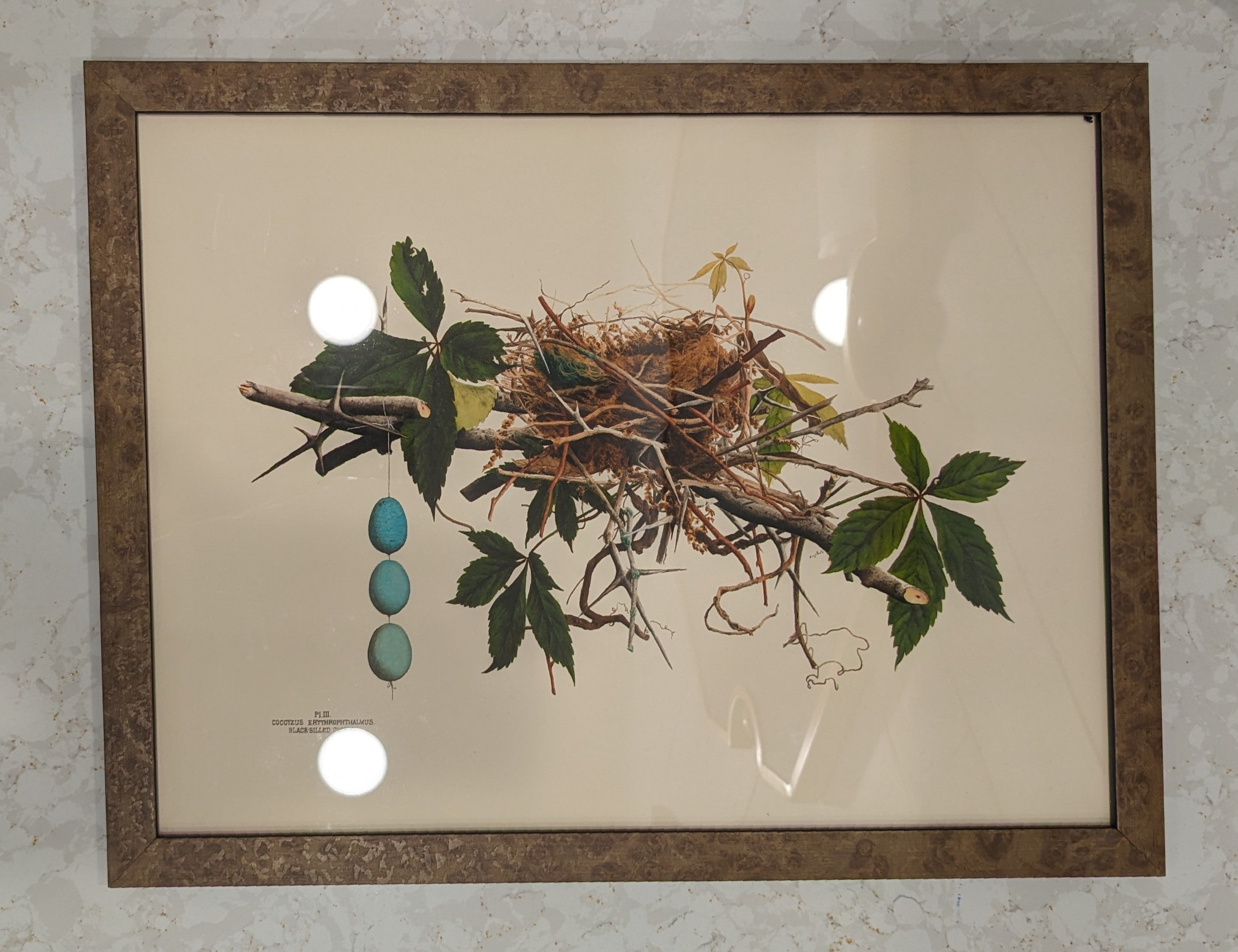 Nest & Eggs Giclee Framed Print